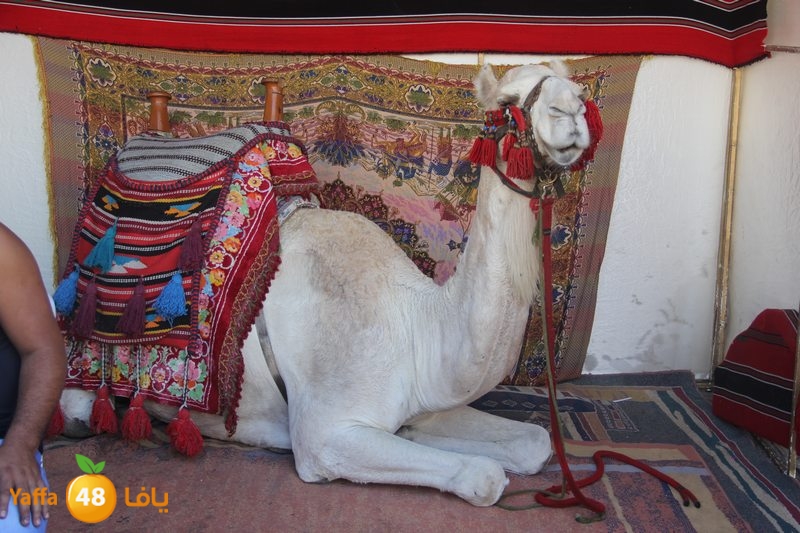 re7la ludj31 (23).JPG